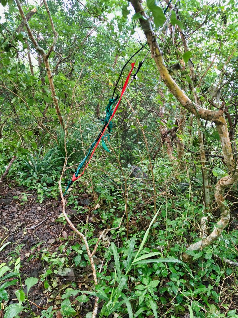 Webbing material coming out of ground, attached to tree