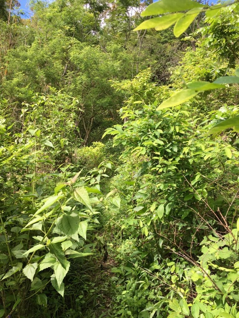 Overgrown single track trail