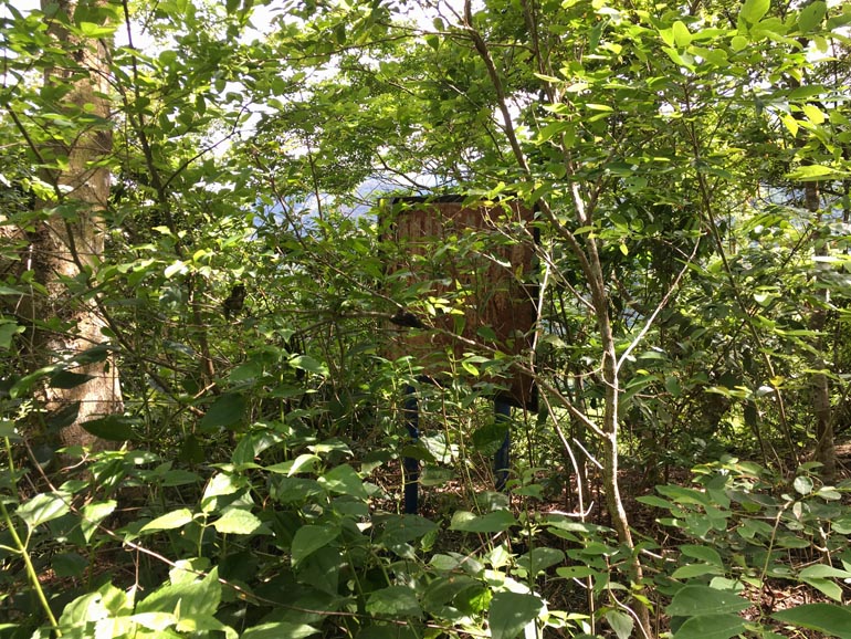 Old sign obscured by a lot of overgrowth