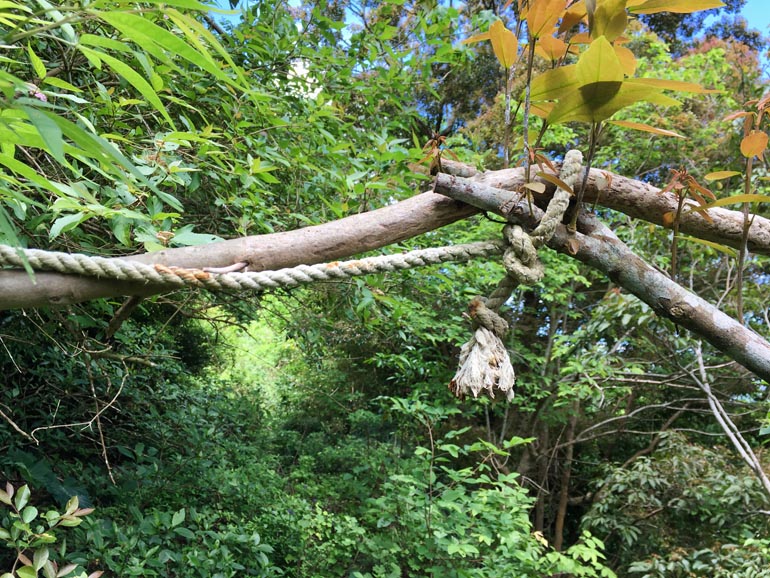 Rope tied up along tree branches going over trail