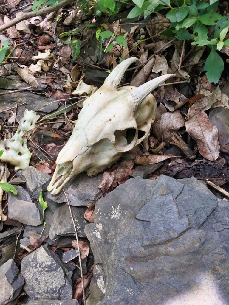 Animal skull on the ground - has horns - likely a Serow