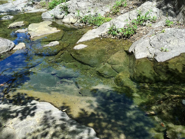 Small pool of water with fish