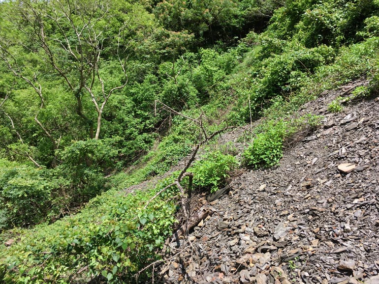 Landslide - Mixed rocks and vegetation
