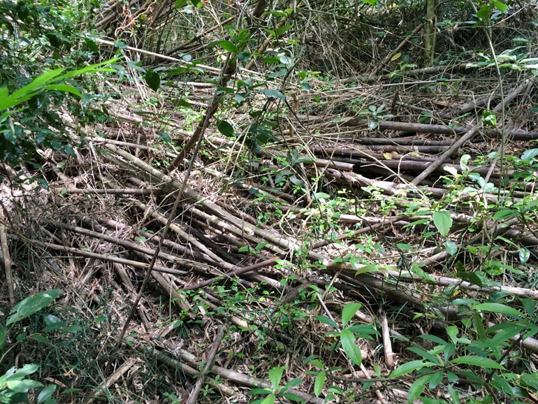 Fallen bamboo
