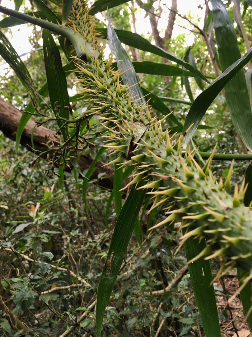 Hell Spikes - Thorny vegetation