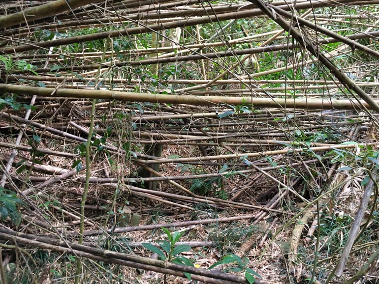 A whole bunch of fallen bamboo
