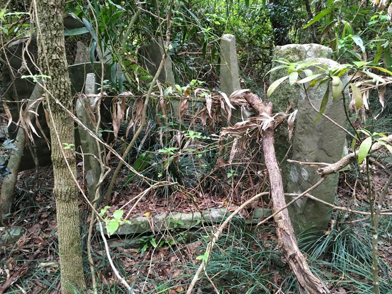 Many thin stones coming out of the ground - overgrowth all around