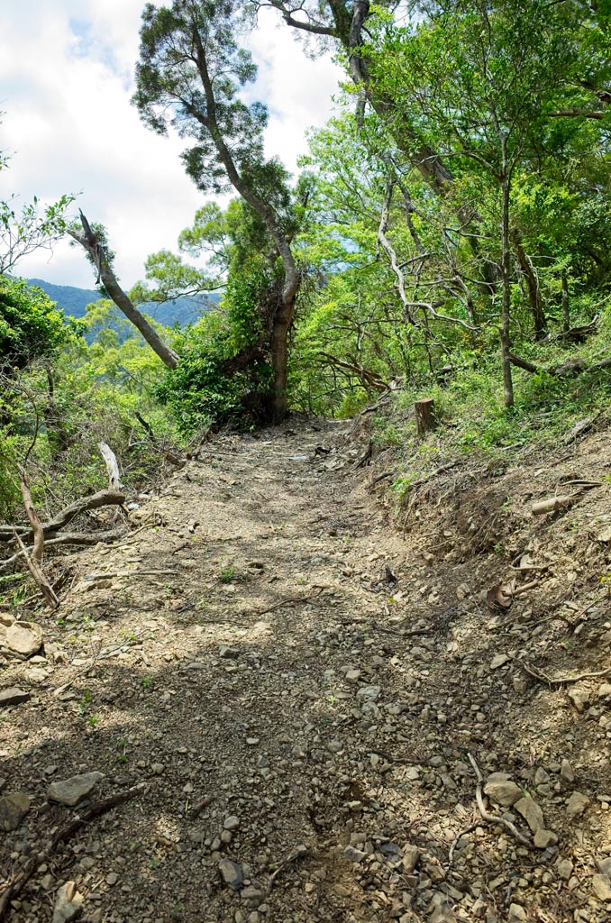 Mountain trail recently cleared