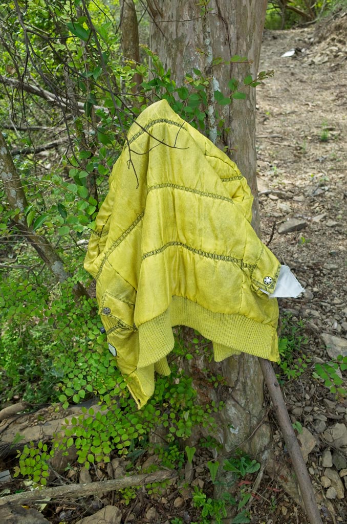 Yellow jacket hung to tree