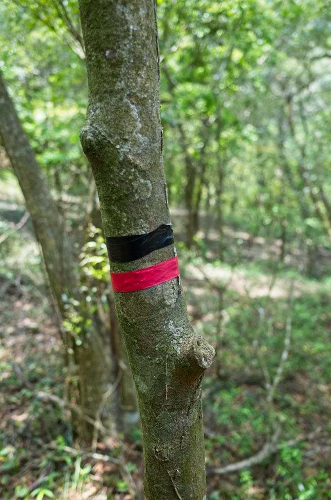 Tree with black and red tape going around it