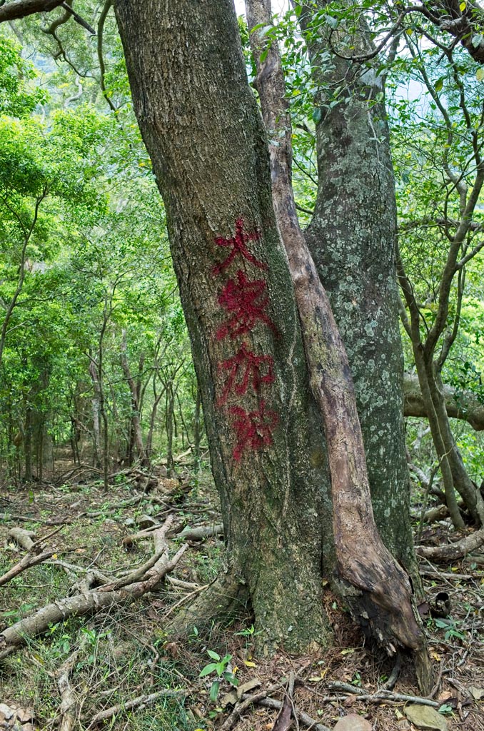 Tree with 大家加油 DaJia JiaYou spray-painted in red