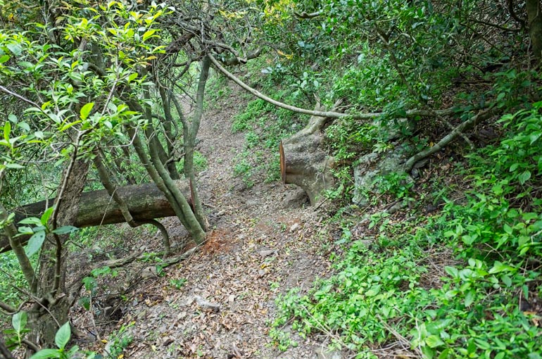 Large tree blocking trail that has been cut and removed