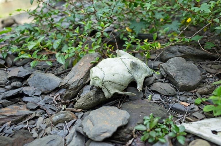 Skull of animal on the rocks