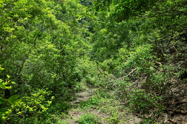 Mountain road - overgrown but walkable - downward slope