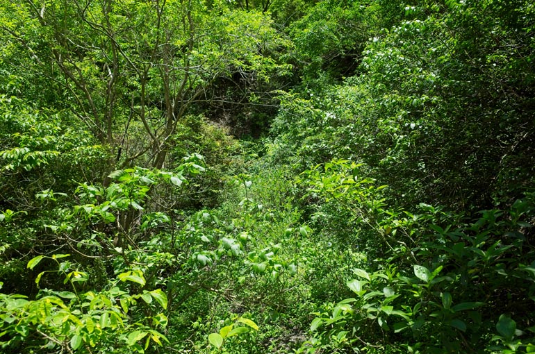 Terribly overgrown mountain dirt road - only vegetation can be seen