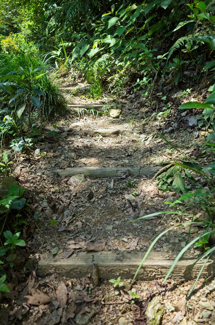 trail going up - steps created with logs