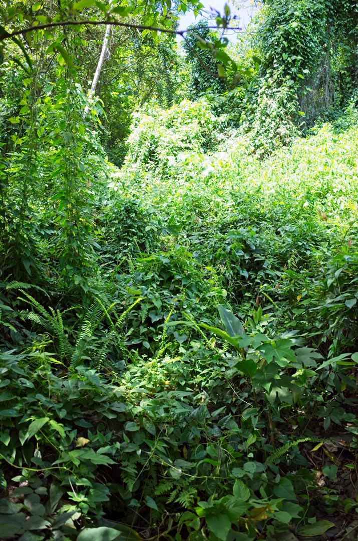 Overgrown jungle