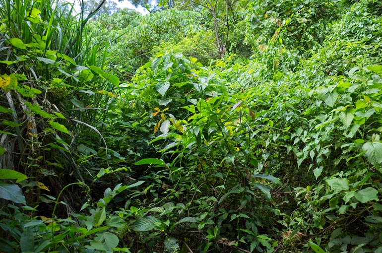 Jungle - overgrowth - tall