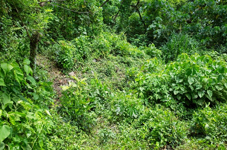 Overgrowth covering what used to be an aboriginal house