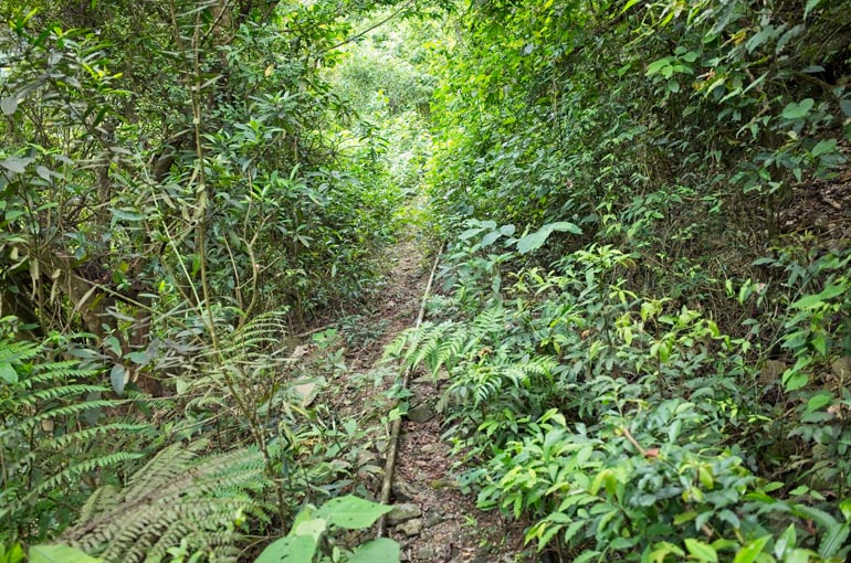 Single track trail with PVC pipe over top it