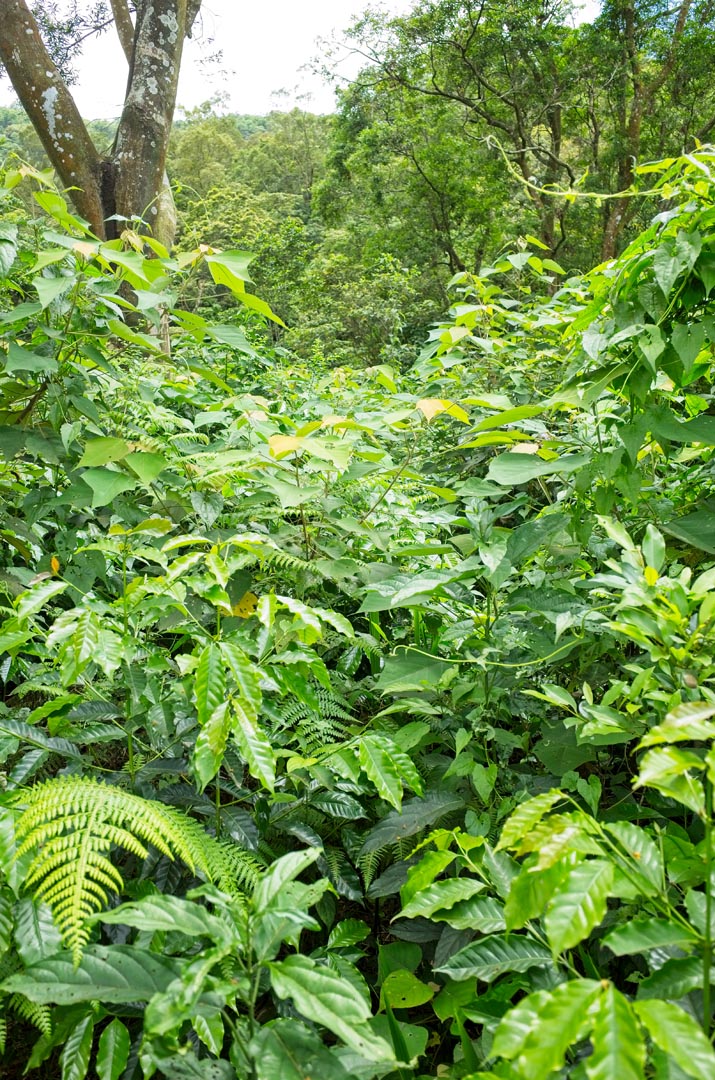 Massive overgrowth - Jungle