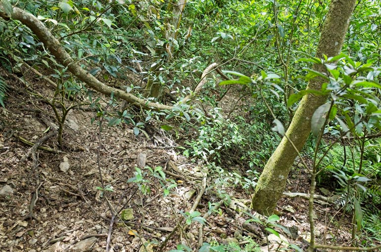 Terribly overgrown dirt road