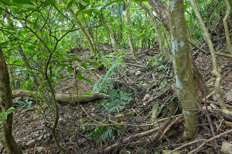 Terribly overgrown mountain dirt road