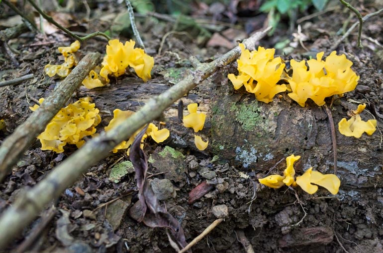 Yellow fungus on dead log