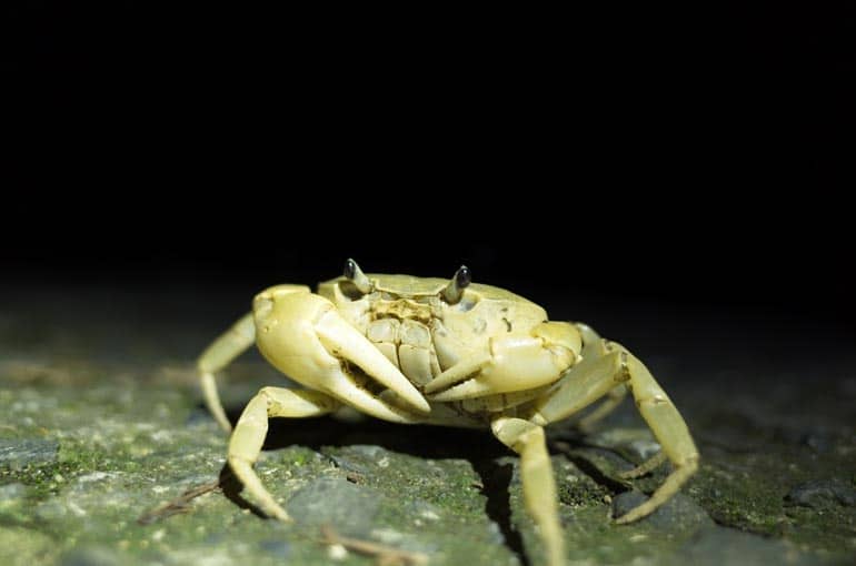 A very pale land crab