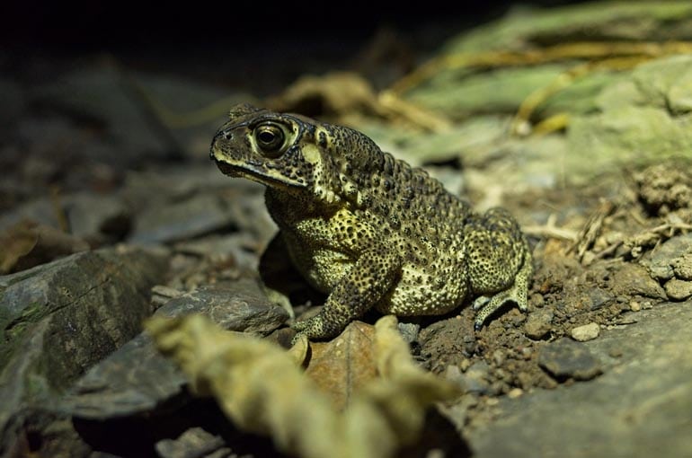 A toad sitting in a proud position