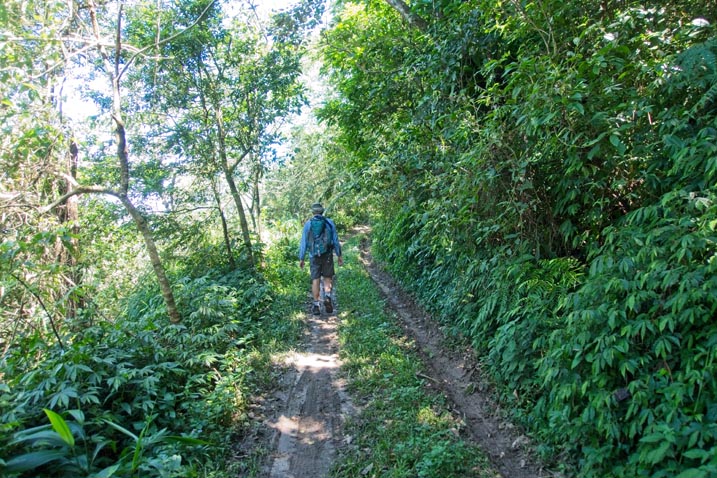 Dual track dirt road with grass in center - man walking - trees on either side