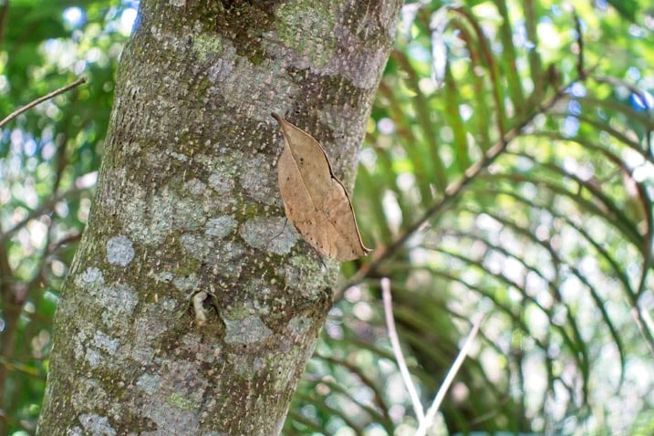 A brown butterfly disguised as a left on the side of a tree