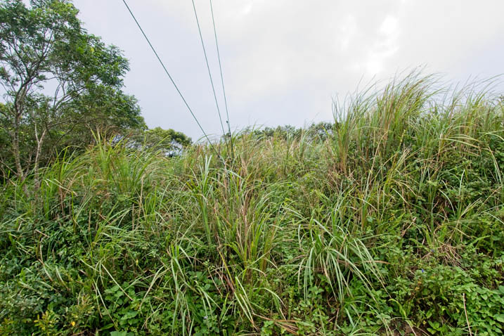 Tall grass and overcast sky above - three cables at top left disappearing in the grass above