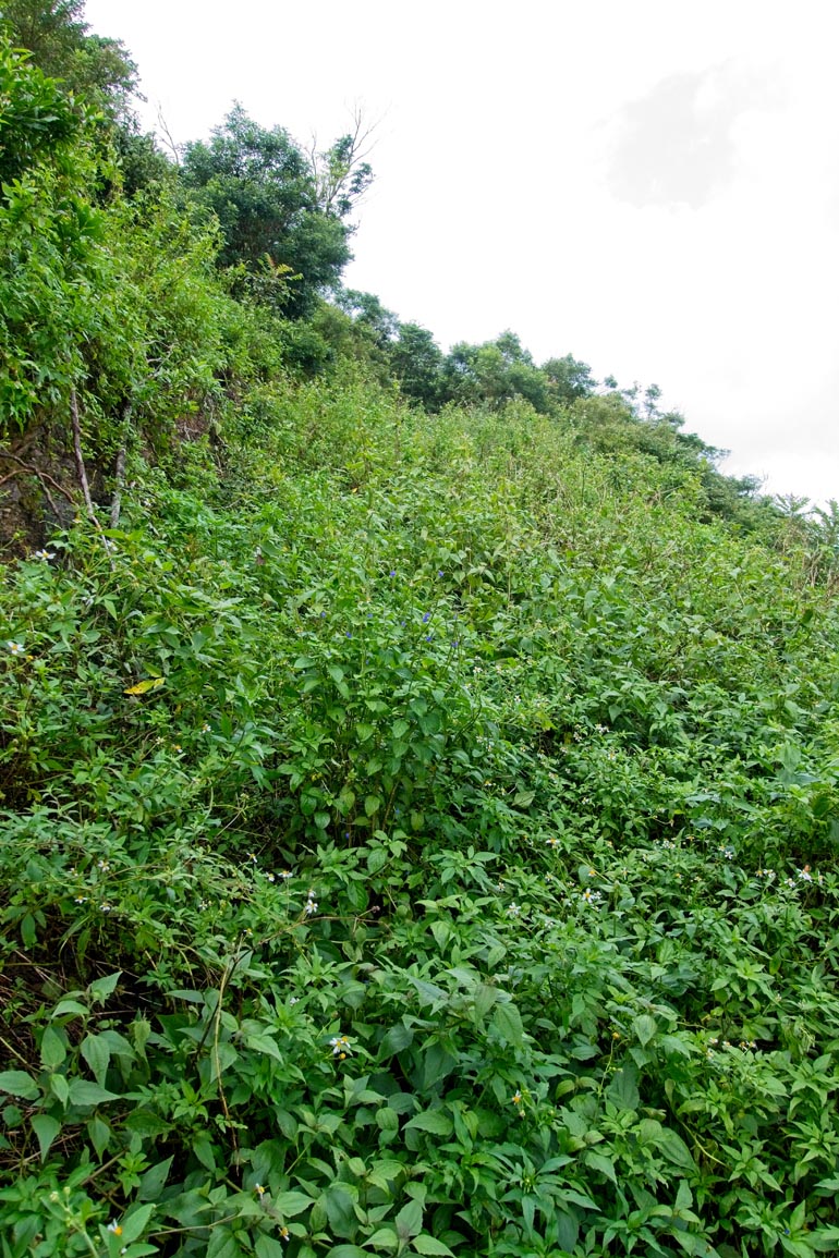 Overgrown road going up at a somewhat steep angle