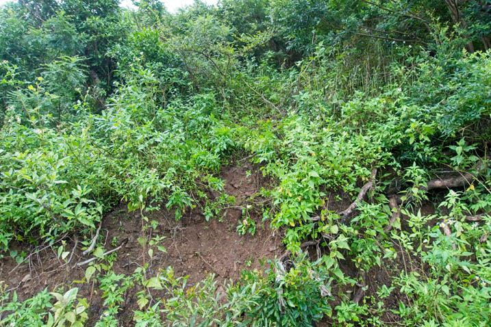 Steep natural small embankment - jungle all around it 