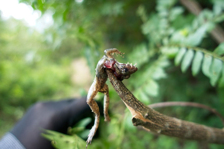 Dead frog skewered on a broken tree branch