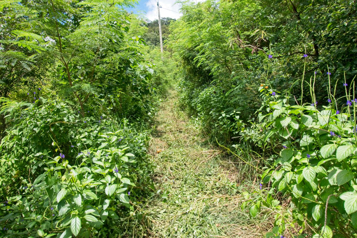 Small recently cut grass path with telephone pole at end - overgrowth on either side of path
