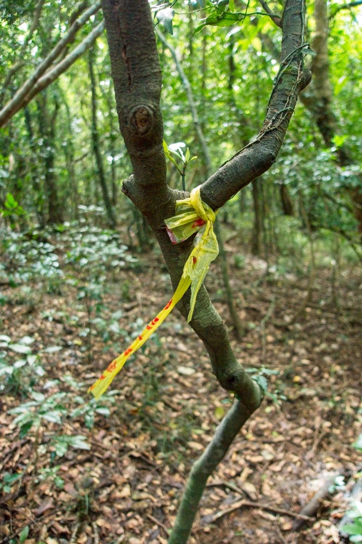 Tattered yellow ribbon fixed to a tree branch