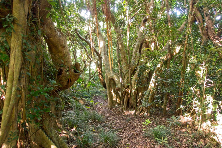 Vine-like trees - trail in center