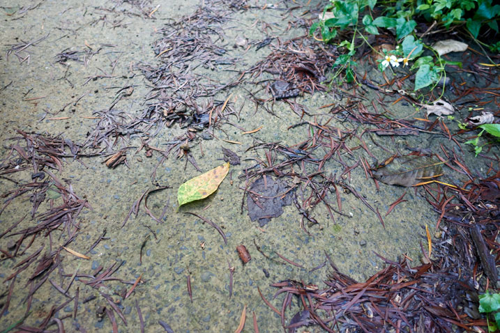 Closeup of mountain road - wet with dead leaves - looks slippery
