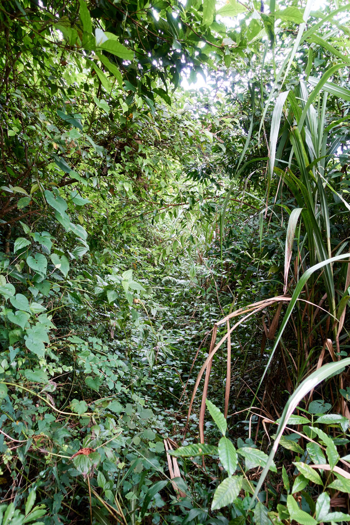 Overgrown trail - no trail visible