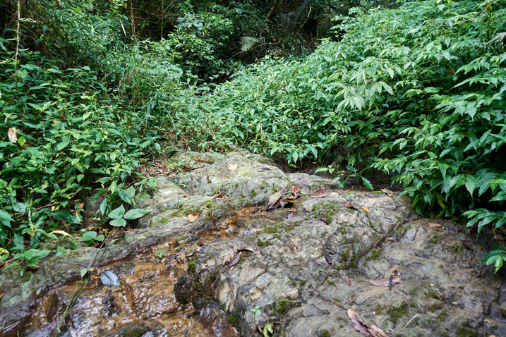 Rocky stream bed - small amount of water trickling down - plants all around