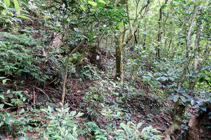 Mountain jungle - trees - plants - no trail