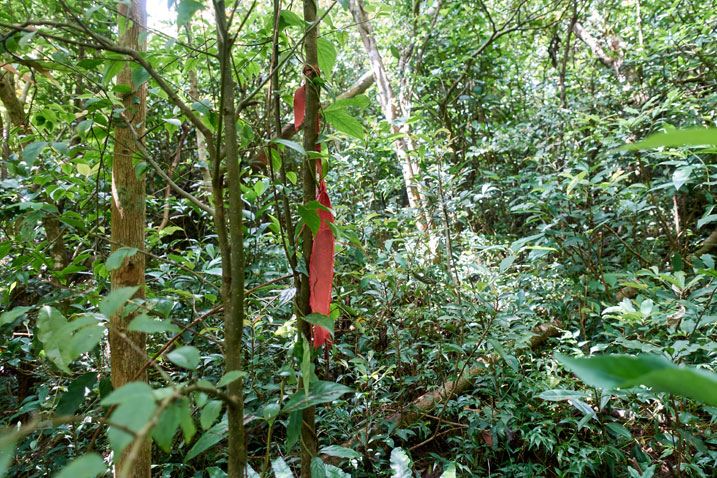 Red trail ribbon tied to a tree - jungle view