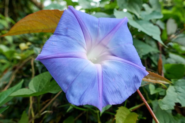 Closeup of blueish purple-ish flower