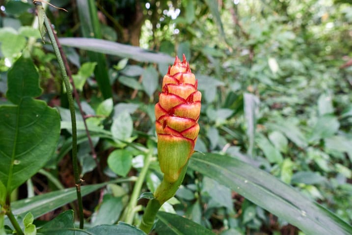 Closeup of red bulb type flower/plant 