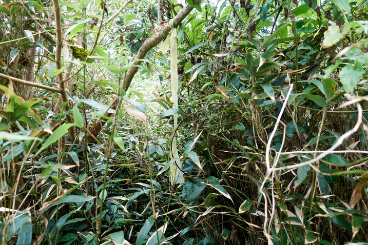 Taiwan jungle - tall grass over head height - yellow trail ribbon in center