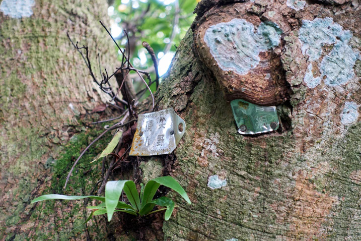 Two small metal signs nailed to a tree - cannot read what was once written on them