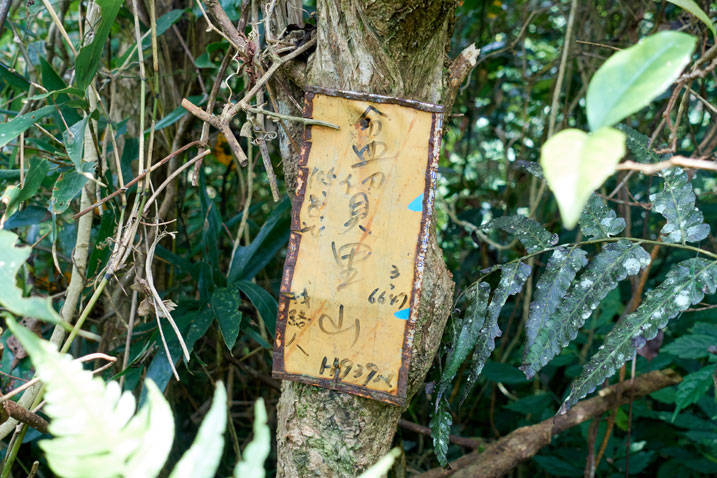 Yellow-ish sign nailed to a tree with Chinese writing