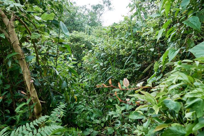 Taiwan jungle - a horrible jumble of plants with what appears to be a slight path through it all